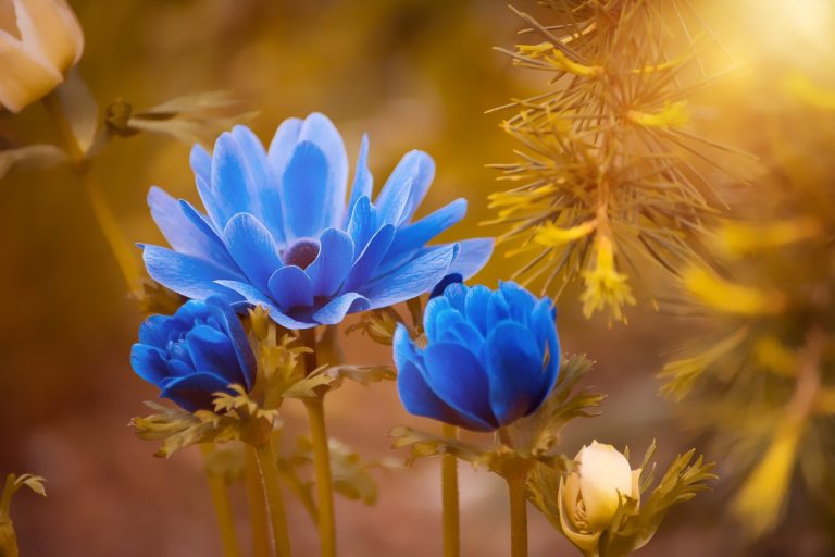 6 Mythen rund um die Blumenpflege
